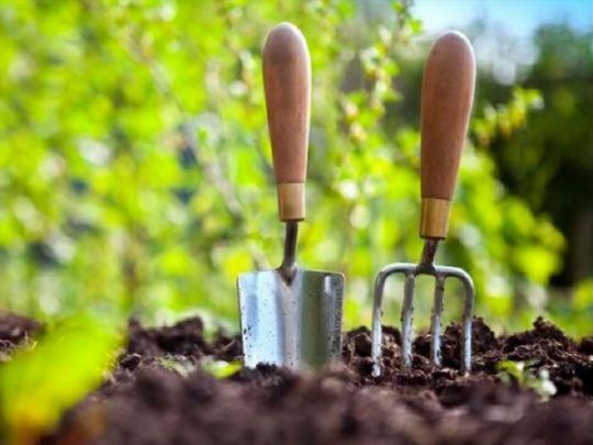 На 9 травня сміливо плануйте посадку огірків: календар городника на травень-2024