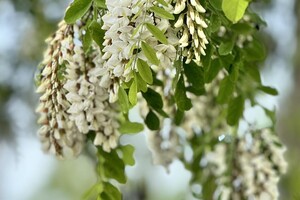 Красота и запах: в Одессе уже цветут акации 