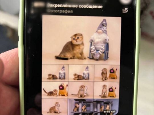 Юні шахраї продавали мешканцям Харкова неіснуючих кошенят та цуценят (фото)