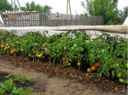 Погані «сусіди» помідорів: зауважте, бо залишитесь без урожаю