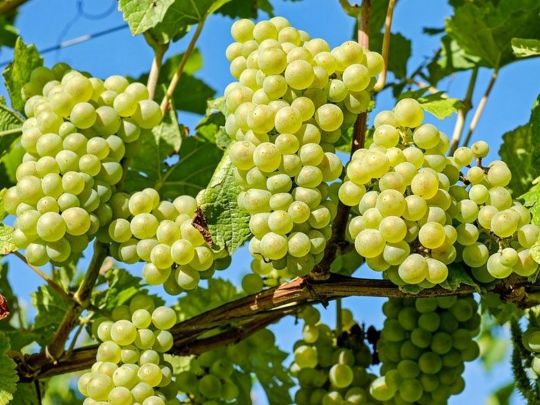 Домашнє добриво для винограду: потрібен лише один інгредієнт