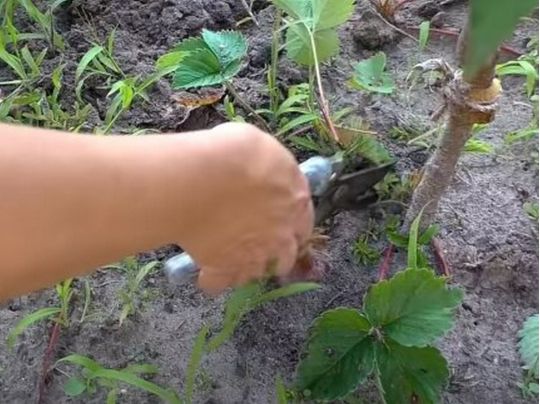 Як врятувати город від спеки та посухи: ці способи вас точно здивують