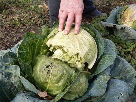 Чому тріскаються головки капусти: основні причини та способи профілактики