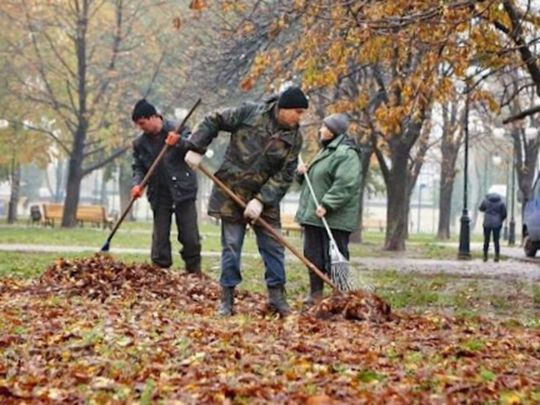 Чи все листя можна компостувати: деякі дерева створять проблеми