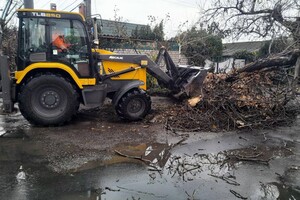 За последние два дня в Одессе упали почти два десятка деревьев и больших веток