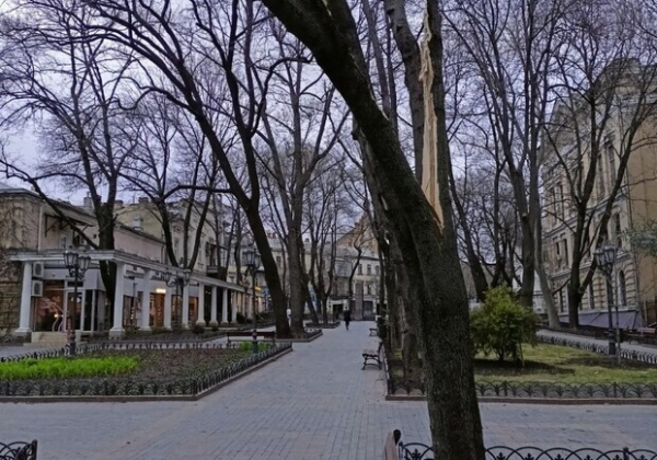 В Одессе упавшее дерево упало на женщину
