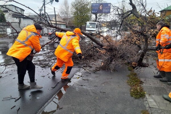 За последние два дня в Одессе упали почти два десятка деревьев и больших веток