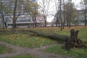 За последние два дня в Одессе упали почти два десятка деревьев и больших веток
