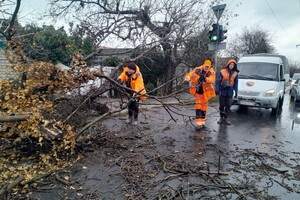 За последние два дня в Одессе упали почти два десятка деревьев и больших веток