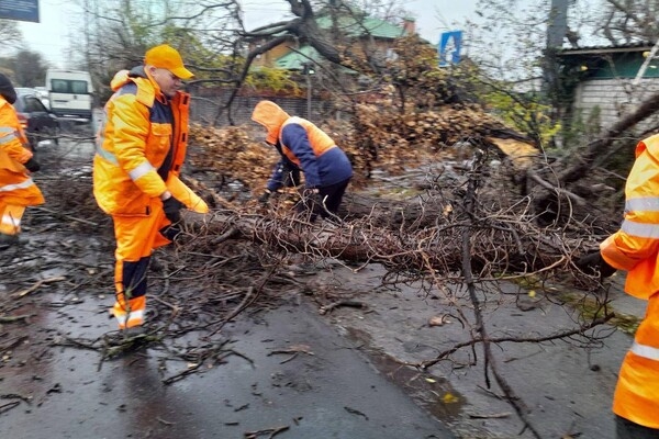 За последние два дня в Одессе упали почти два десятка деревьев и больших веток