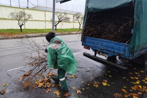 За последние два дня в Одессе упали почти два десятка деревьев и больших веток