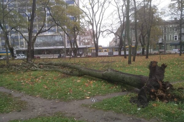 За последние два дня в Одессе упали почти два десятка деревьев и больших веток