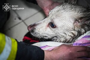В Одессе горела квартира: погибли животные
