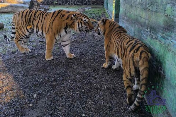 В Одессе выбирают самую романтичную пару животных: фото участников