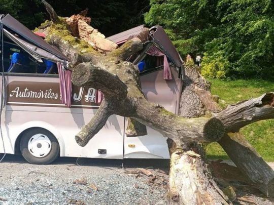 Знаменитий «дуб Івана Франка» звалився на екскурсійний автобус на Львівщині (фото)