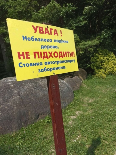 Знаменитий «дуб Івана Франка» звалився на екскурсійний автобус на Львівщині (фото)